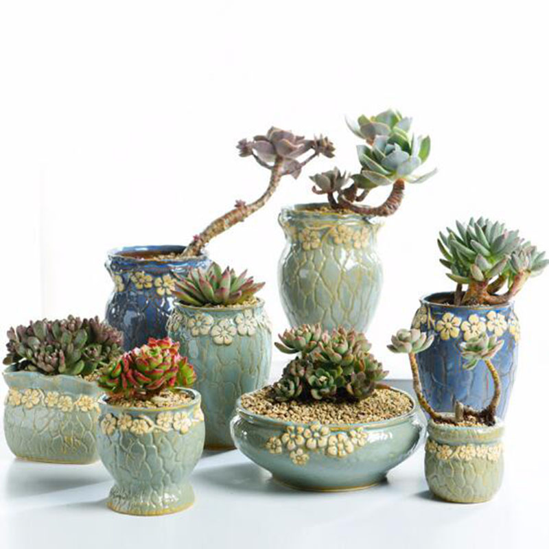 Echeveria Succulent - Sukulenty doniczka mały i średni rozmiar