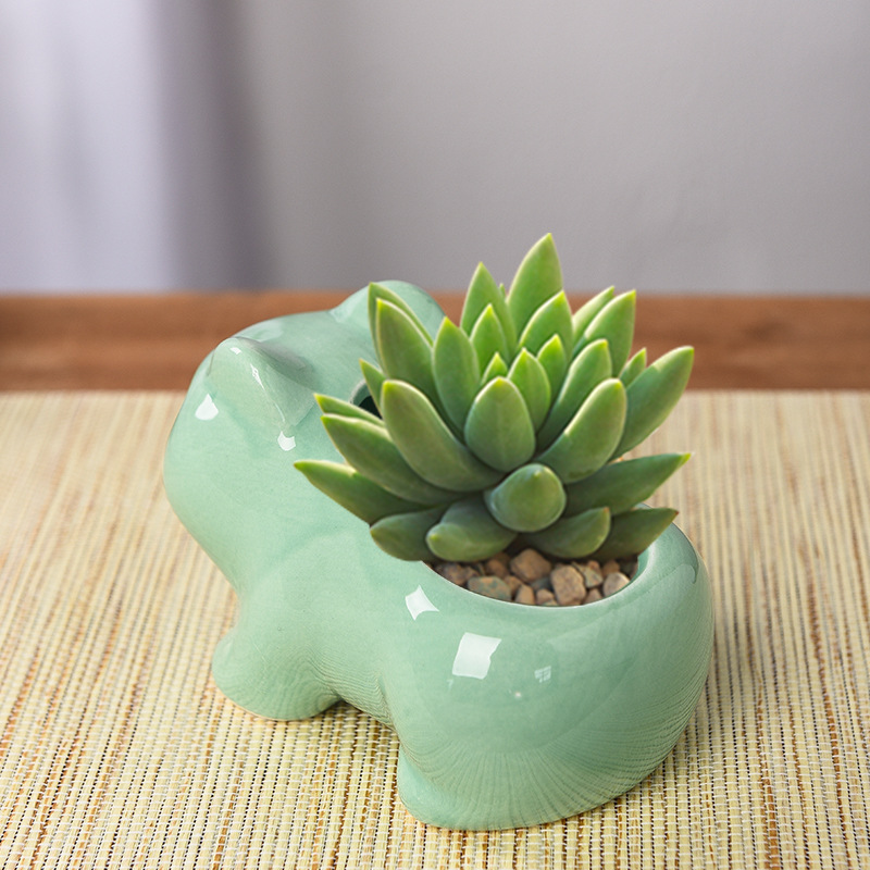 Kreatywna doniczka na sukulent – Echeveria Succulent recenzja i cena