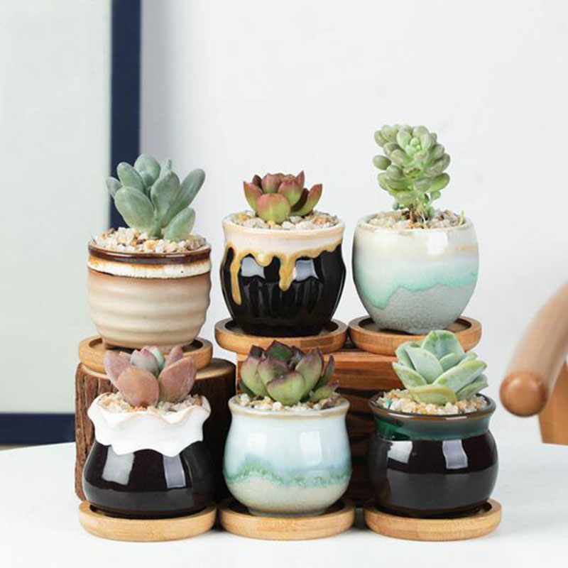 6 sztuk/zestaw ceramiczny zest – Echeveria Succulent recenzja i cena