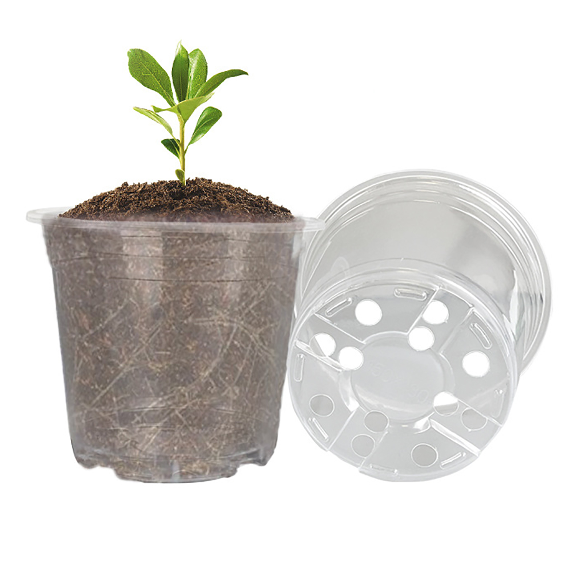 5 sztuk 6/7.6/10/13/15cm przez – Aloe Vera Pot recenzja i cena