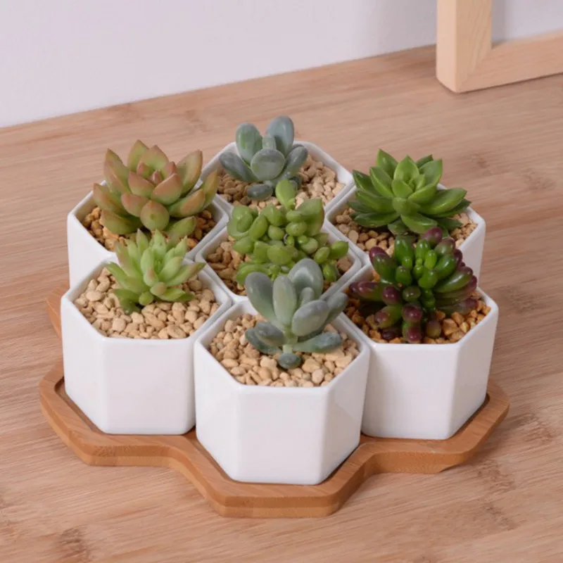 Zestaw 4/7/9/10 sześciokątnych – Echeveria Succulent recenzja i cena