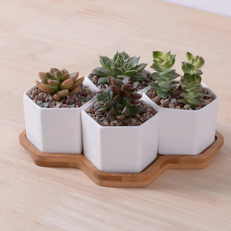 Zestaw 4/7/9/10 sześciokątnych – Echeveria Succulent recenzja i cena