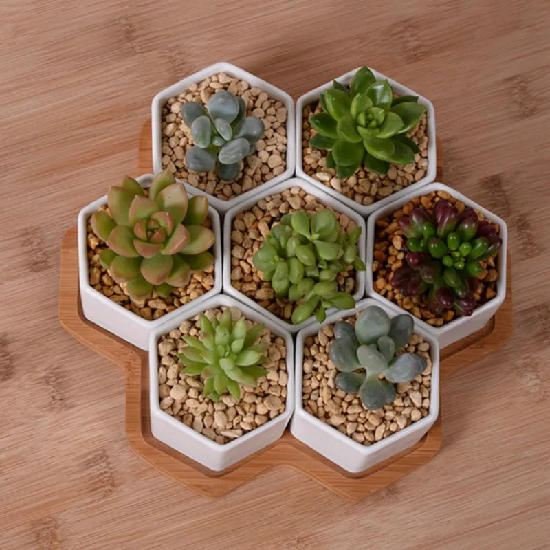 Zestaw 4/7/9/10 sześciokątnych – Echeveria Succulent recenzja i cena
