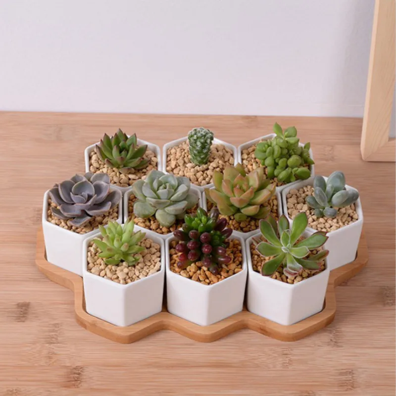 Zestaw 4/7/9/10 sześciokątnych – Echeveria Succulent recenzja i cena