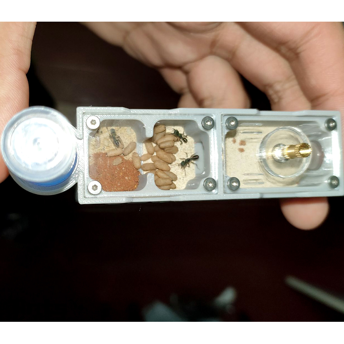 【Truck】Ant Farm dla mrówek Kee – Begonia Rex recenzja i cena